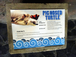 Explanation on the Pig Nosed Turtle at the Freshwater Aquarium of the Bali Safari & Marine Park
