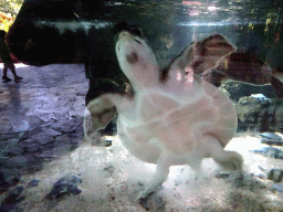 Pig Nosed Turtle at the Freshwater Aquarium of the Bali Safari & Marine Park