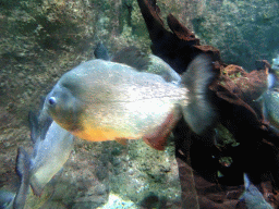 Piranhas at the Freshwater Aquarium of the Bali Safari & Marine Park