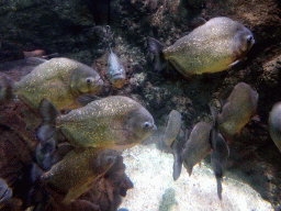 Piranhas at the Freshwater Aquarium of the Bali Safari & Marine Park