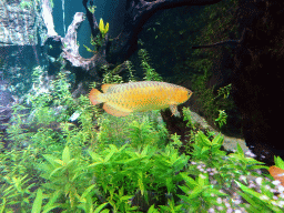 Electric Yellow Cichlid at the Freshwater Aquarium of the Bali Safari & Marine Park