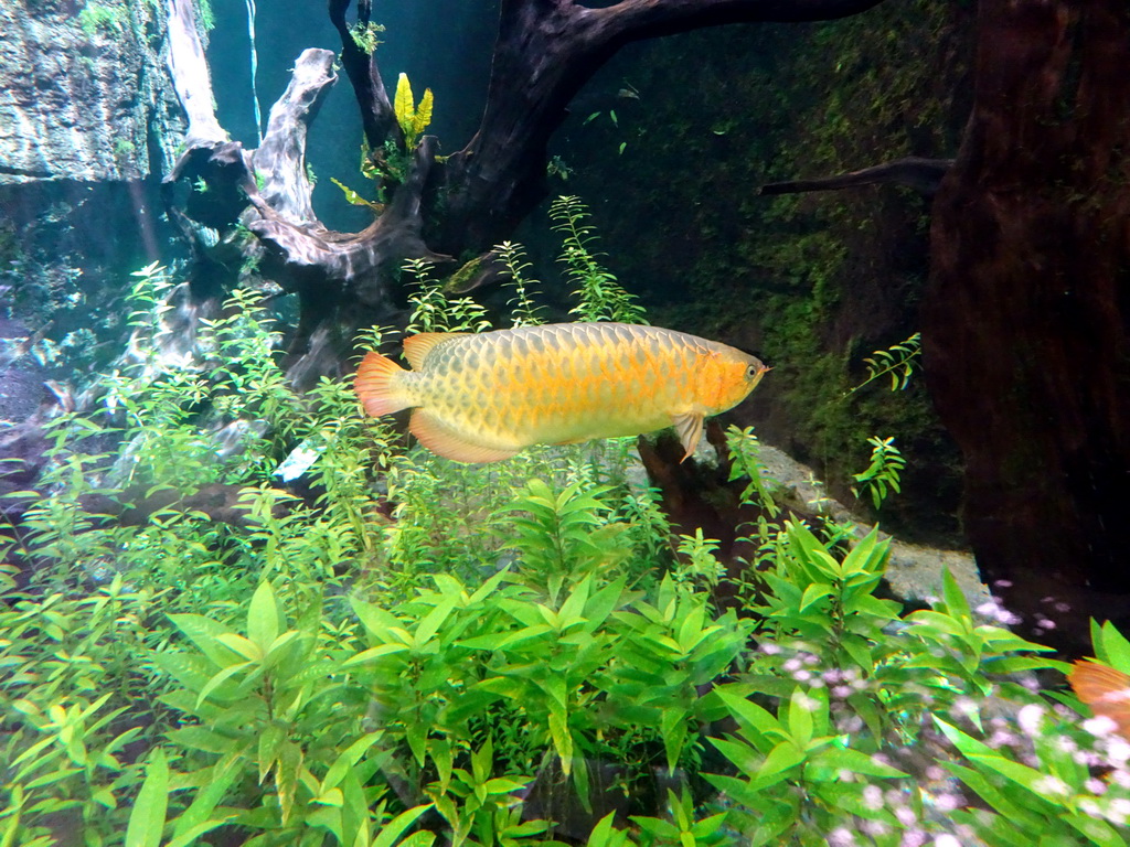 Electric Yellow Cichlid at the Freshwater Aquarium of the Bali Safari & Marine Park