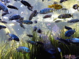 Fish at the Freshwater Aquarium of the Bali Safari & Marine Park