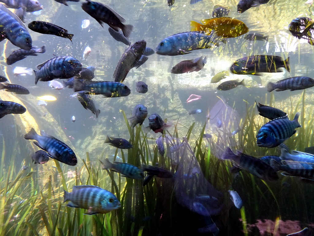 Fish at the Freshwater Aquarium of the Bali Safari & Marine Park