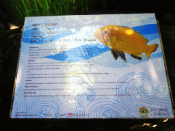 Explanation on the Electric Yellow Cichlid at the Freshwater Aquarium of the Bali Safari & Marine Park