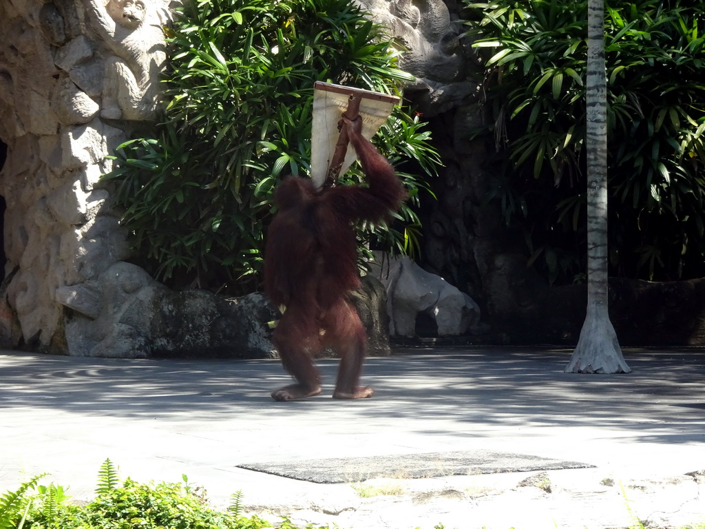 Orangutan at the Hanuman Stage at the Bali Safari & Marine Park, during the Animal Show