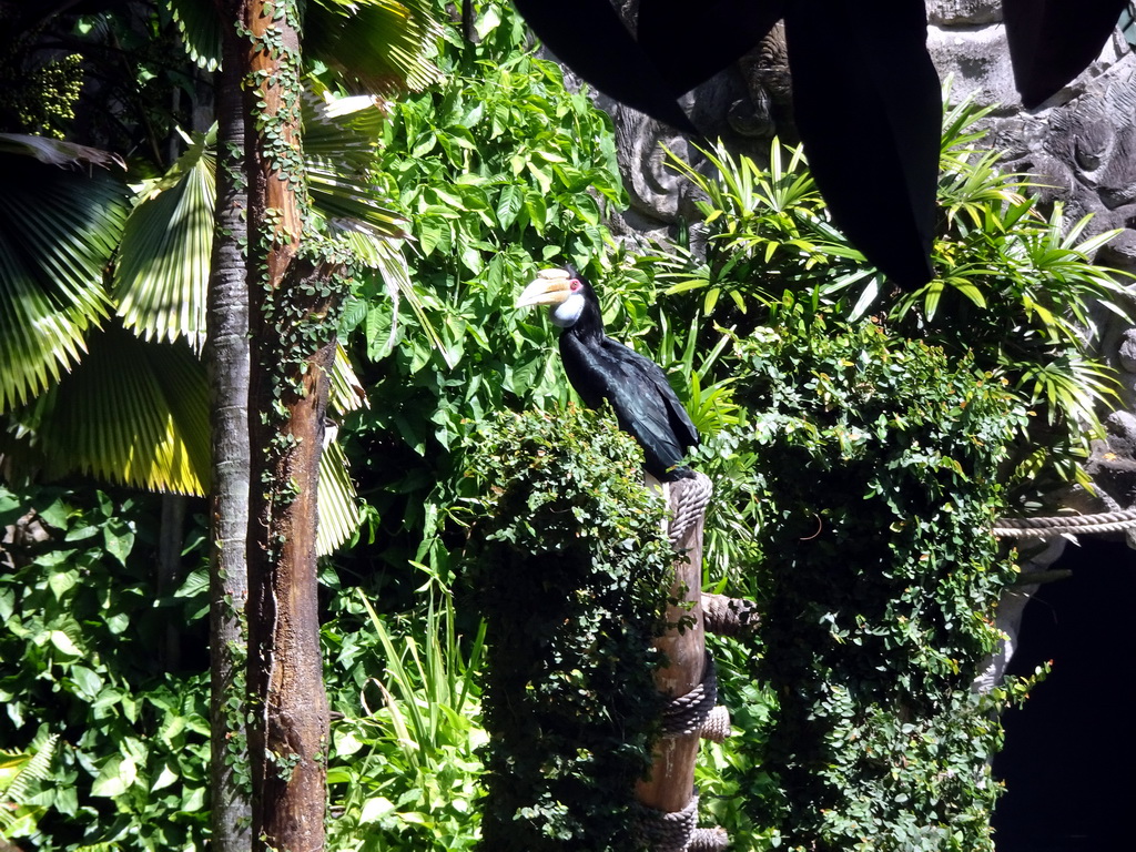 Toucan at the Hanuman Stage at the Bali Safari & Marine Park, during the Animal Show