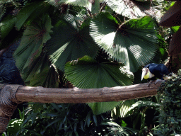 Toucan at the Hanuman Stage at the Bali Safari & Marine Park, during the Animal Show