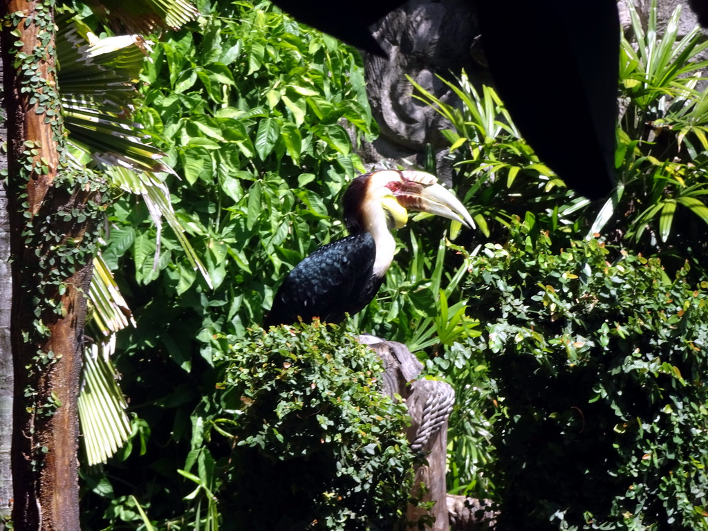 Toucan at the Hanuman Stage at the Bali Safari & Marine Park, during the Animal Show