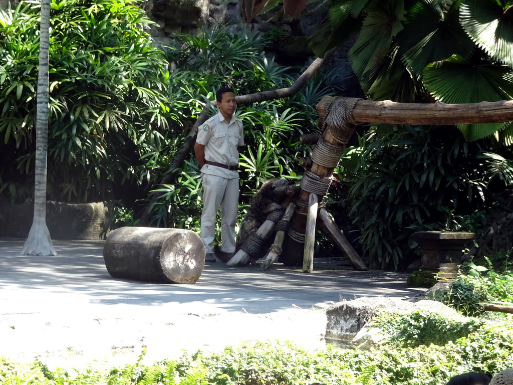 Zookeeper and a Binturong at the Hanuman Stage at the Bali Safari & Marine Park, during the Animal Show