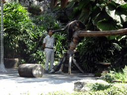 Zookeeper and a Binturong at the Hanuman Stage at the Bali Safari & Marine Park, during the Animal Show
