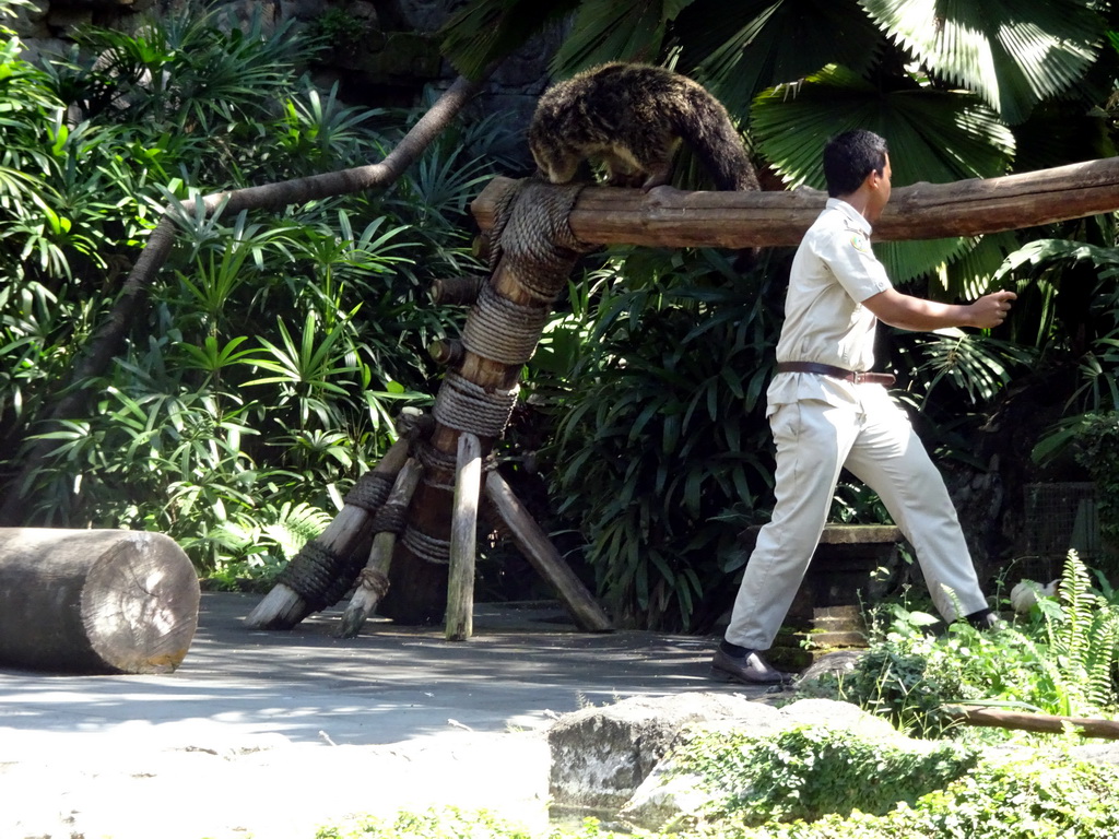 Zookeeper and a Binturong at the Hanuman Stage at the Bali Safari & Marine Park, during the Animal Show