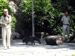 Zookeepers and a Binturong at the Hanuman Stage at the Bali Safari & Marine Park, during the Animal Show