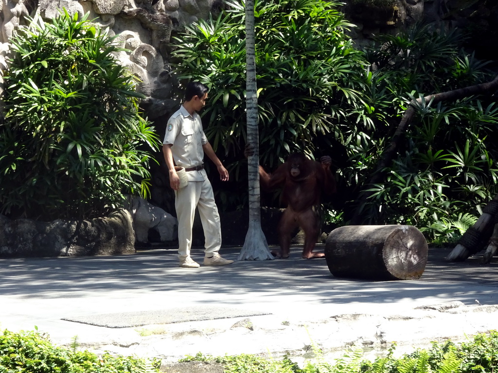 Zookeeper and a Orangutan at the Hanuman Stage at the Bali Safari & Marine Park, during the Animal Show