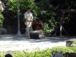 Zookeeper and a Orangutan at the Hanuman Stage at the Bali Safari & Marine Park, during the Animal Show