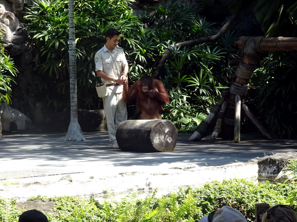 Zookeeper and a Orangutan at the Hanuman Stage at the Bali Safari & Marine Park, during the Animal Show