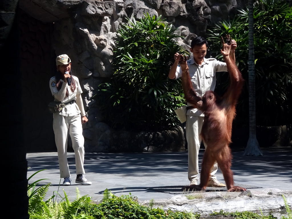 Zookeepers and a Orangutan at the Hanuman Stage at the Bali Safari & Marine Park, during the Animal Show