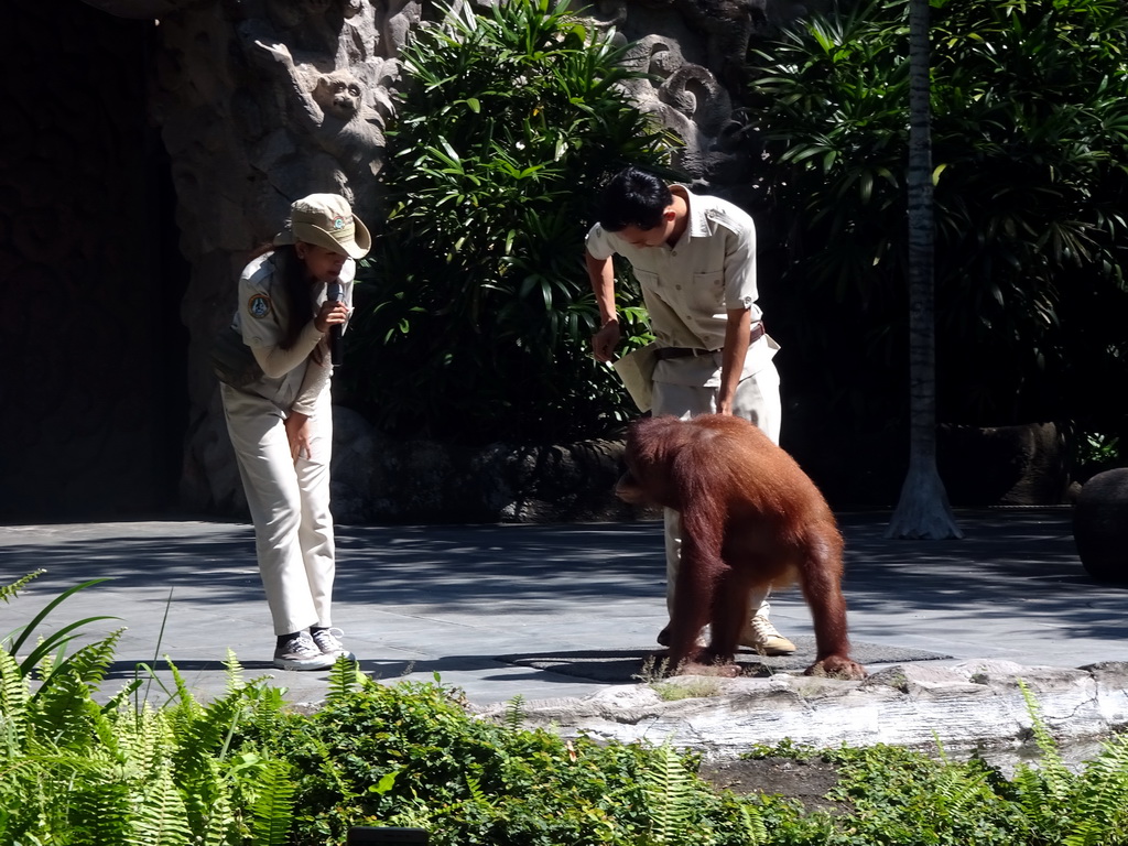 Zookeepers and a Orangutan at the Hanuman Stage at the Bali Safari & Marine Park, during the Animal Show