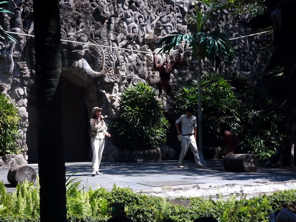 Zookeepers and a Orangutan at the Hanuman Stage at the Bali Safari & Marine Park, during the Animal Show