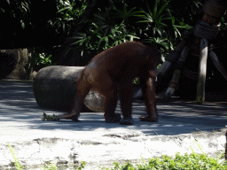 Orangutan at the Hanuman Stage at the Bali Safari & Marine Park, during the Animal Show