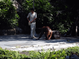 Zookeeper and a Orangutan at the Hanuman Stage at the Bali Safari & Marine Park, during the Animal Show