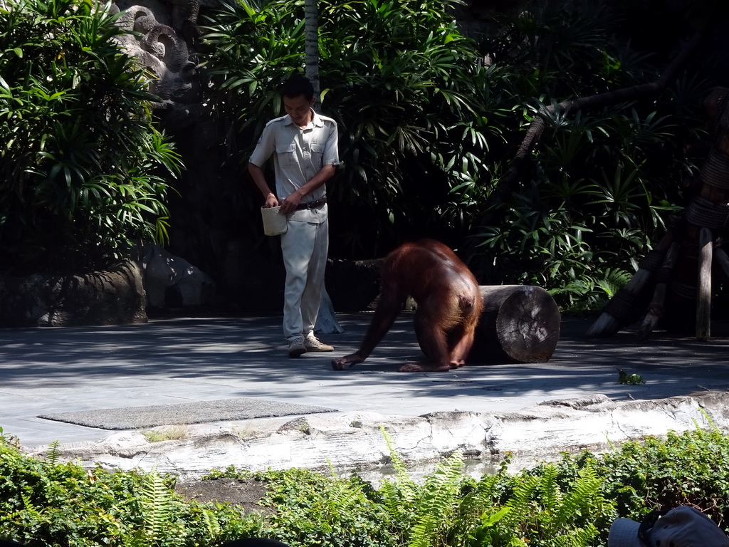 Zookeeper and a Orangutan at the Hanuman Stage at the Bali Safari & Marine Park, during the Animal Show