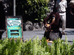 Zookeeper and a Orangutan at the Hanuman Stage at the Bali Safari & Marine Park, during the Animal Show