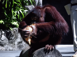 Orangutan at the Hanuman Stage at the Bali Safari & Marine Park, during the Animal Show