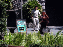 Zookeeper and a Orangutan at the Hanuman Stage at the Bali Safari & Marine Park, during the Animal Show