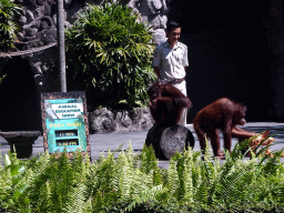 Zookeeper and Orangutans at the Hanuman Stage at the Bali Safari & Marine Park, during the Animal Show
