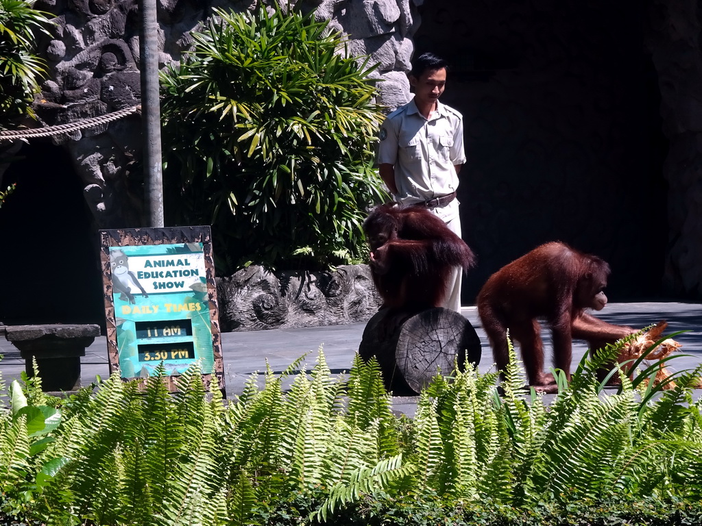 Zookeeper and Orangutans at the Hanuman Stage at the Bali Safari & Marine Park, during the Animal Show