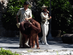 Zookeepers and Orangutans at the Hanuman Stage at the Bali Safari & Marine Park, during the Animal Show