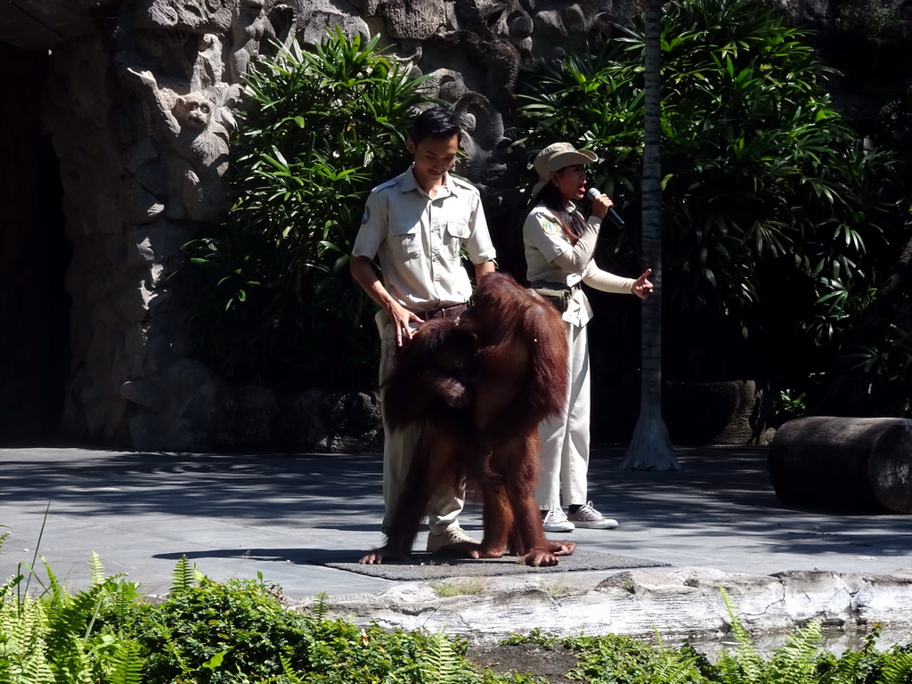 Zookeepers and Orangutans at the Hanuman Stage at the Bali Safari & Marine Park, during the Animal Show