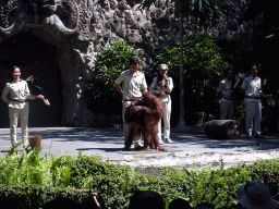 Zookeepers, Orangutans and Toucans at the Hanuman Stage at the Bali Safari & Marine Park, during the Animal Show