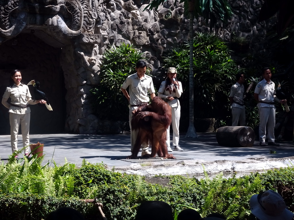 Zookeepers, Orangutans and Toucans at the Hanuman Stage at the Bali Safari & Marine Park, during the Animal Show