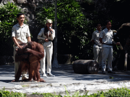 Zookeepers, Orangutans, a Toucan and a Binturong at the Hanuman Stage at the Bali Safari & Marine Park, during the Animal Show