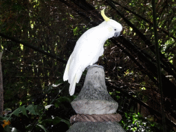 Yellow-crested Cockatoo at the Banyan Court at the Bali Safari & Marine Park