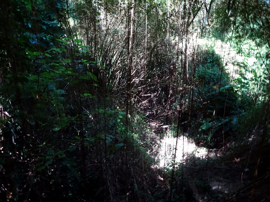 Jungle, viewed from a bridge at the at the Banyan Court at the Bali Safari & Marine Park