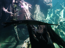 Fish at the Freshwater Aquarium of the Bali Safari & Marine Park