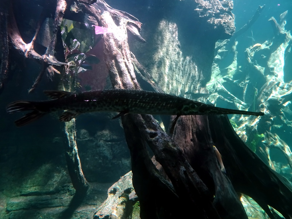 Fish at the Freshwater Aquarium of the Bali Safari & Marine Park