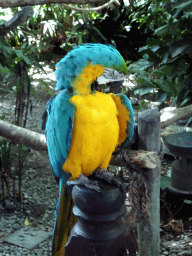 Blue-and-yellow Macaw at the Banyan Court at the Bali Safari & Marine Park