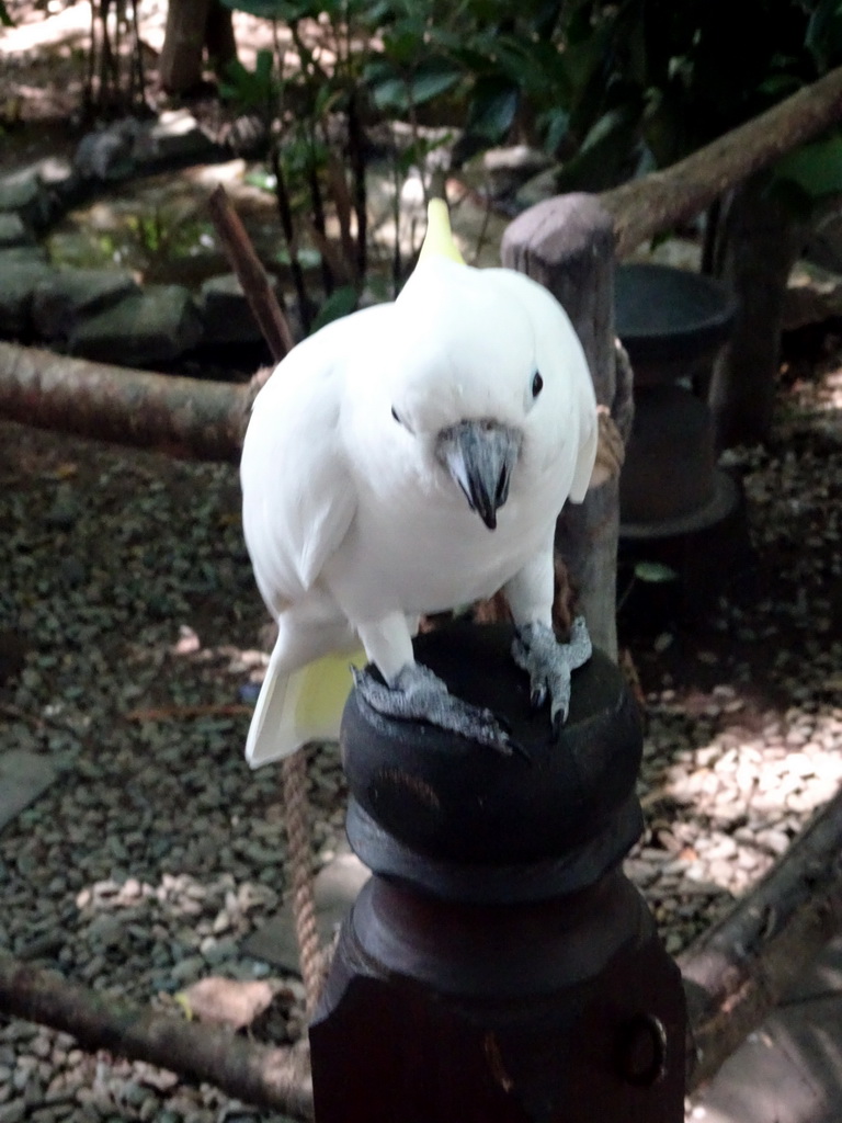 Yellow-crested Cockatoo at the Banyan Court at the Bali Safari & Marine Park