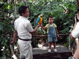 Zookeeper and child with a Blue-and-yellow Macaw and a Yellow-crested Cockatoo at the Banyan Court at the Bali Safari & Marine Park