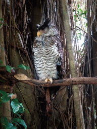 Owl at the Banyan Court at the Bali Safari & Marine Park