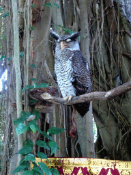 Owl at the Banyan Court at the Bali Safari & Marine Park