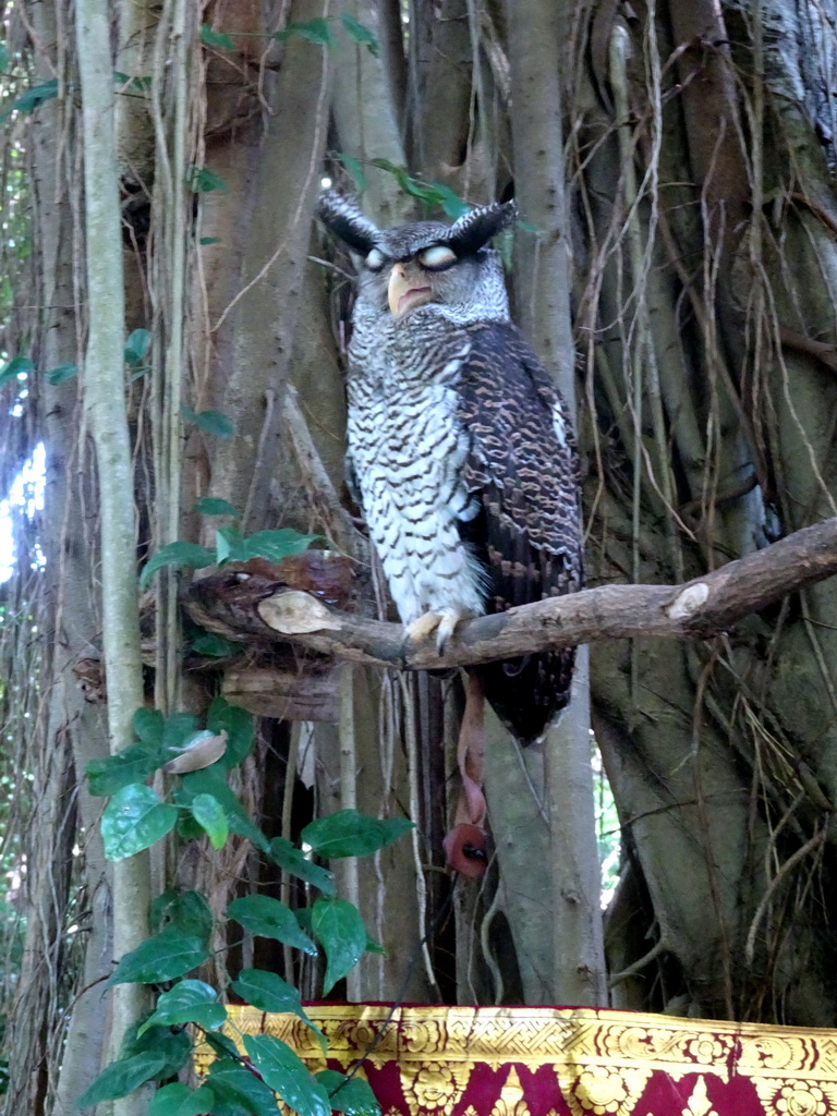 Owl at the Banyan Court at the Bali Safari & Marine Park