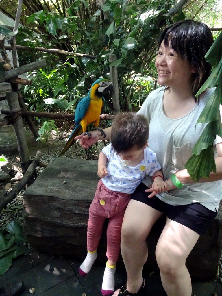 Miaomiao and Max with a Blue-and-yellow Macaw at the Banyan Court at the Bali Safari & Marine Park