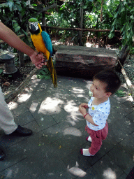 Max with a Blue-and-yellow Macaw at the Banyan Court at the Bali Safari & Marine Park