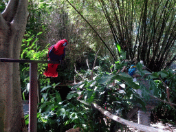 Scarlet Macaw and Blue-and-yellow Macaw at the Banyan Court at the Bali Safari & Marine Park