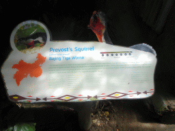 Explanation on the Prevost`s Squirrel at the Bali Safari & Marine Park